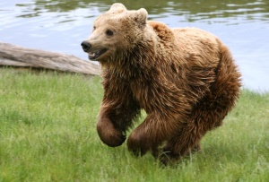rennend grizzly jong | Kodiak Island